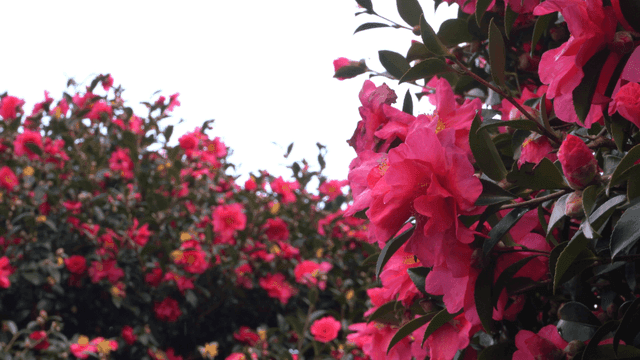 Vibrant pink flowers in full bloom