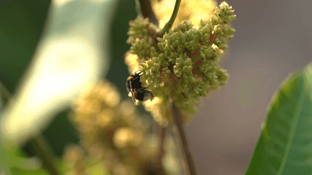Bees collecting nectar from flowers