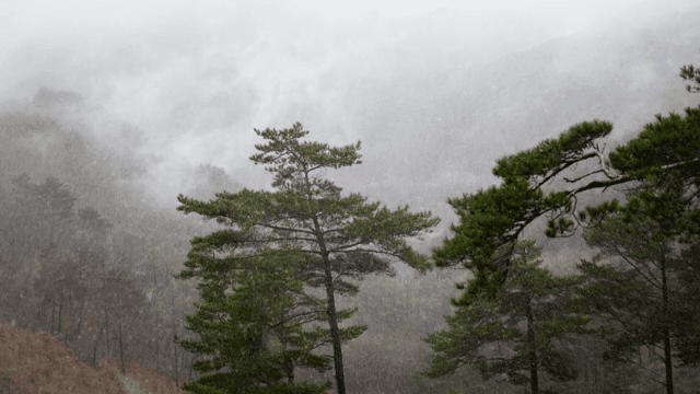 안개 낀 숲에 내리는 눈