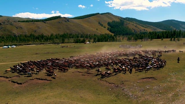 Herding Livestock Across Expansive Rural Landscape