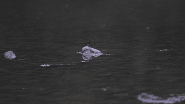 Dragonfly sitting on stone by stream