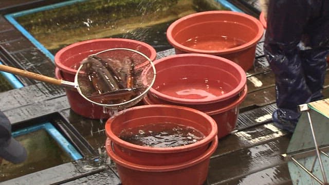 Putting Freshly Caught Squid into a Rubber Basin at a Dock