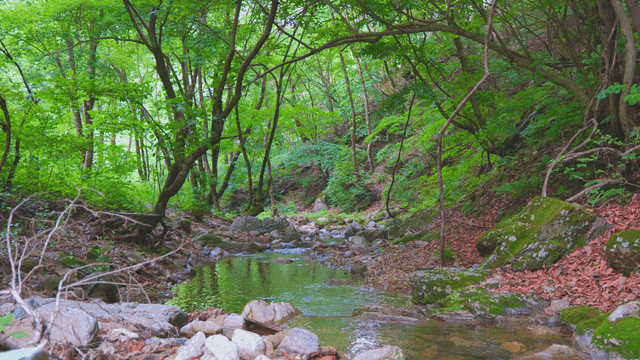 바위가 있는 고요한 숲 속 계곡