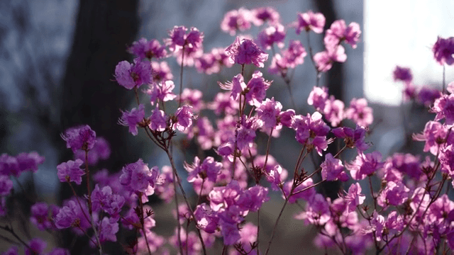 Pink flowers blooming in sunlight
