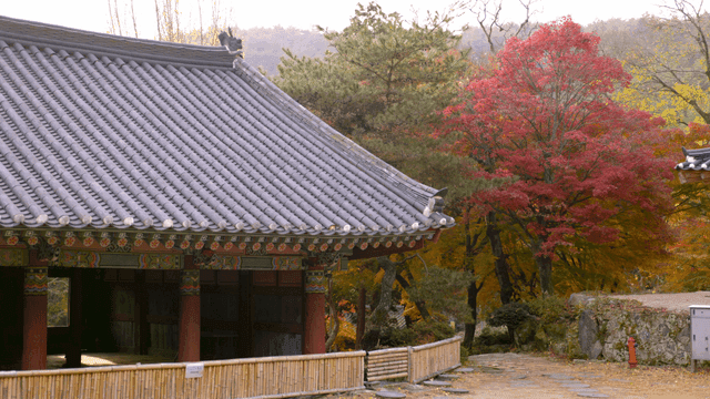Autumn trees and traditional Korean houses