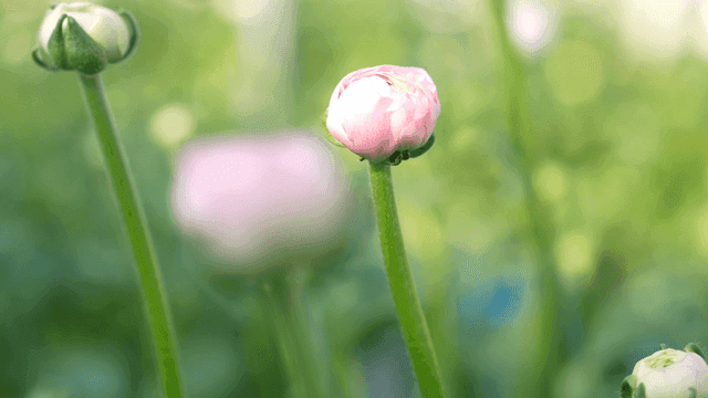 Pink flower buds in green garden
