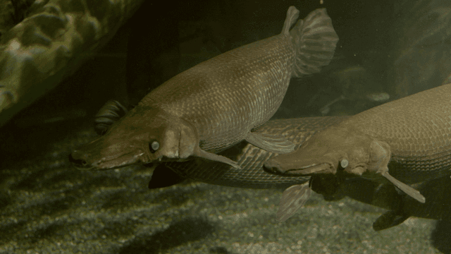 Large fish swimming in an aquarium