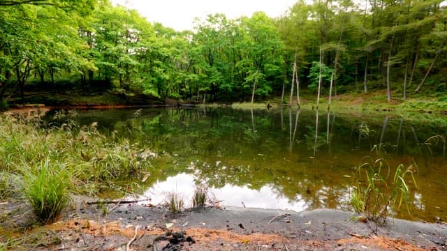 Quiet pond in the forest with green trees