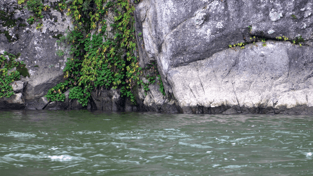 푸른 숲을 흐르는 고요한 강