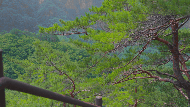 나무들이 울거진 웅장한 산