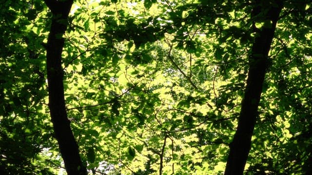 Sunlight filtering through trees in a dense foliage