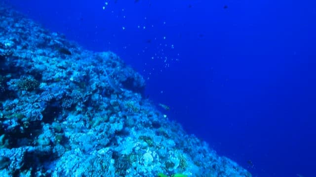 Tranquil Underwater Coral Reef with Marine Life