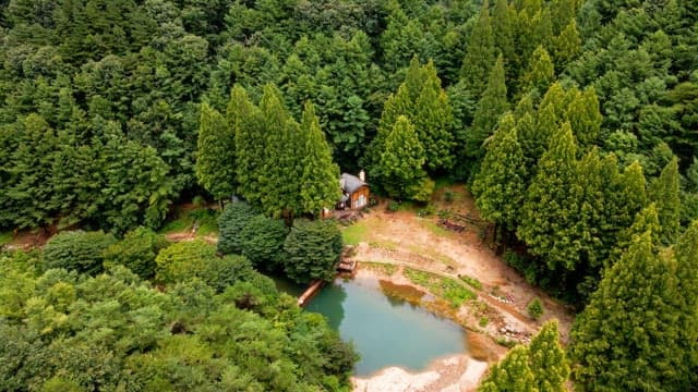 Secluded house surrounded by lush forest