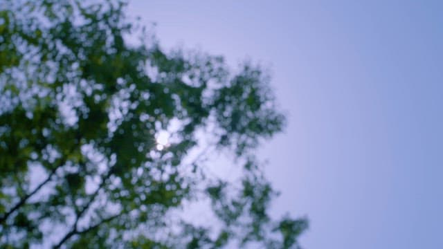 고요한 나무 캐노피 사이를 통과하는 햇빛