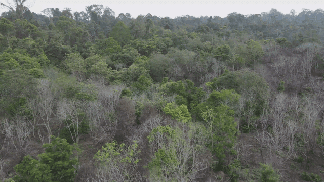 푸른 나무가 우거진 숲