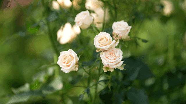 Beautiful white roses blooming in garden