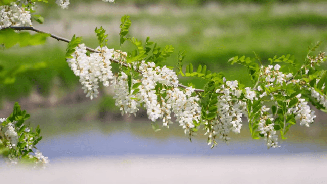 나뭇가지에 피어난 하얀 꽃