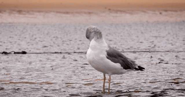 진흙 해안에 서 있는 갈매기