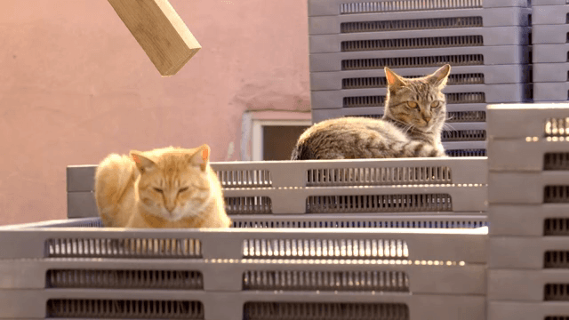 야외에서 쌓인 상자 위에 쉬고 있는 고양이들