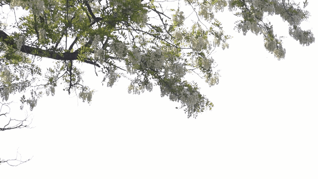 Tree with white flowers against sky