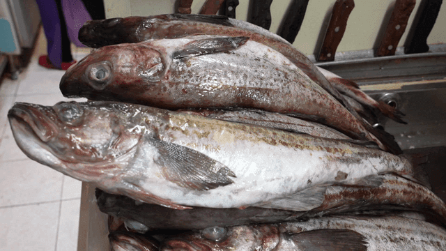 Fresh fish piled up in kitchen sink