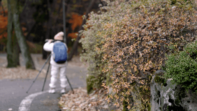 Person taking pictures with tripod on forest path