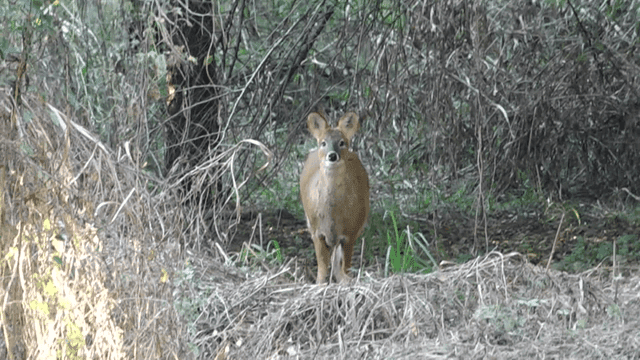 숲 속 공터에 서 있는 고라니