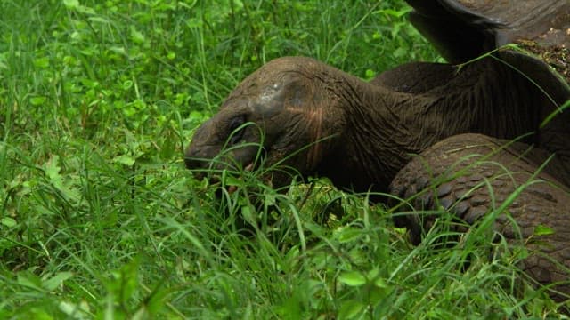 Tortoise Grazing Peacefully Amongst Greenery