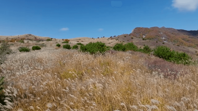 산 배경의 넓은 억새밭