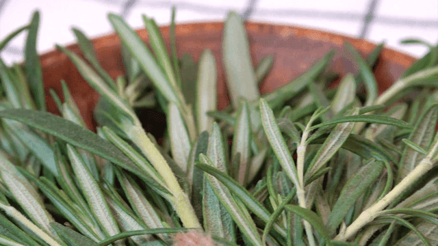 On cloth wooden bowl holding fresh rosemary