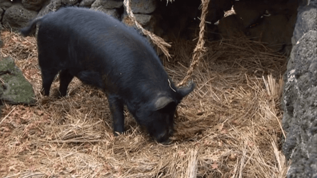 돌담 근처에서 먹이를 찾는 흑돼지