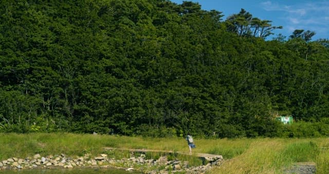 Person Walking Towards the Forest Near the Lake