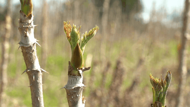 Sight of new buds sprouting from thorny branch