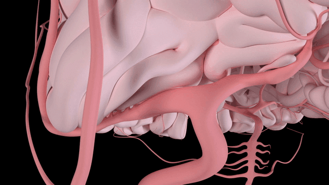 3D model of a human head and brain