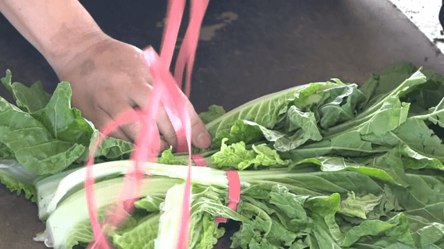 끈으로 배추를 묶는 손