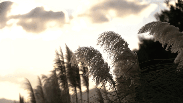 Silver grass swaying softly in sunlight