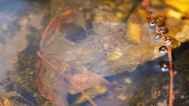 맑은 물에 잠긴 나뭇잎