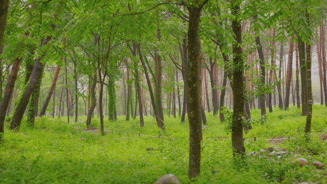 푸른 숲과 높은 나무들