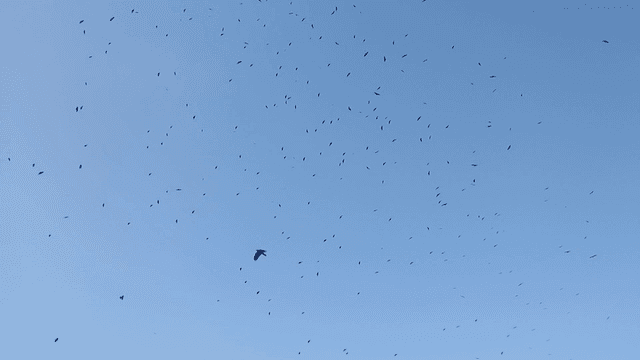 Flock of birds flying in clear sky