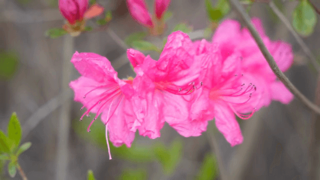 활짝 핀 분홍색 꽃의 근접 촬영