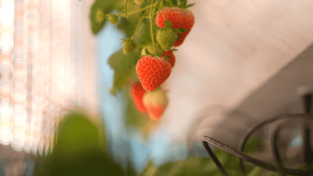 Ripe strawberries hanging from smart farm vine