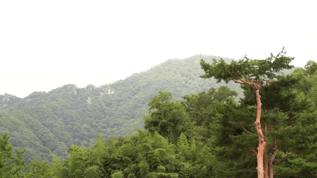푸르고 높은 산과 나무들