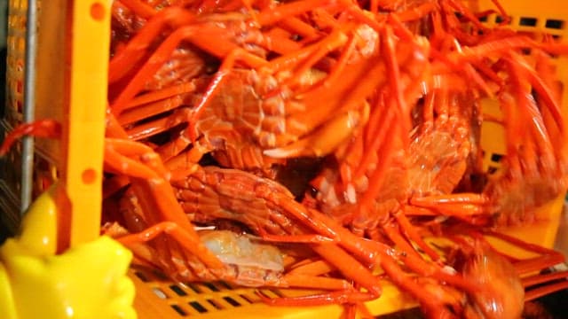 Red crab entering the tank