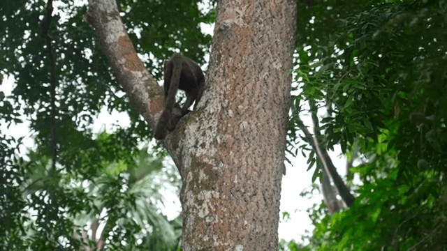 숲속에서 나무를 오르는 원숭이