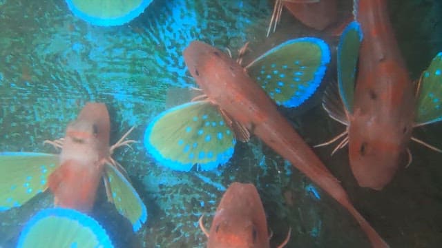 지느러미가 화려한 생선 성대가 그물에 걸린 모습