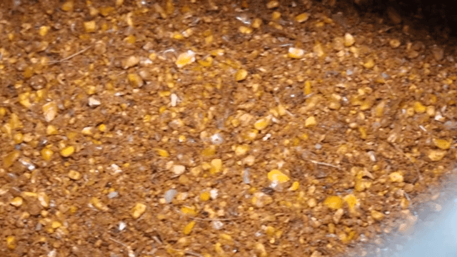 Close-up of animal feed with grains