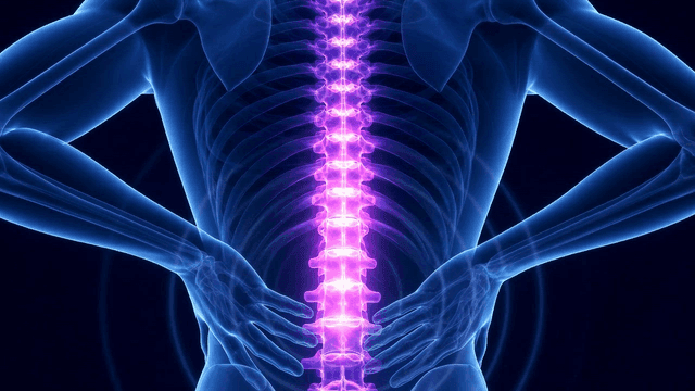 Highlighted spine in a human body