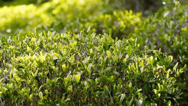 Lush green tea fields under sunlight