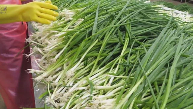 Sorting green onions with gloved hands indoors