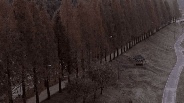 키 큰 나무가 늘어선 고요한 길